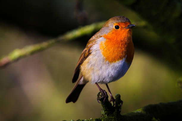 istock A beautiful animal portrait of a Robin on a tree 1840626856