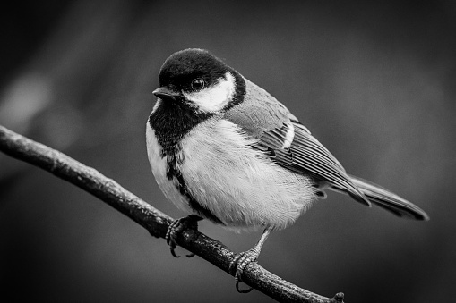 A beautiful animal portrait of a perched Great Tit bird