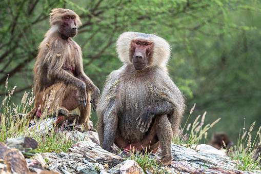 Delousing, a Chacma baboon raises its left paw (South Africa)