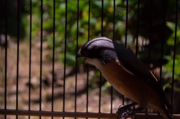 cendet bird or Lanius schach in a cage pentet or English toet. The Long-tailed Shrike or Rufous-backed Shrike is a species of bird from the family Laniidae, from the genus Lanius. lanius schach stock pictures, royalty-free photos & images