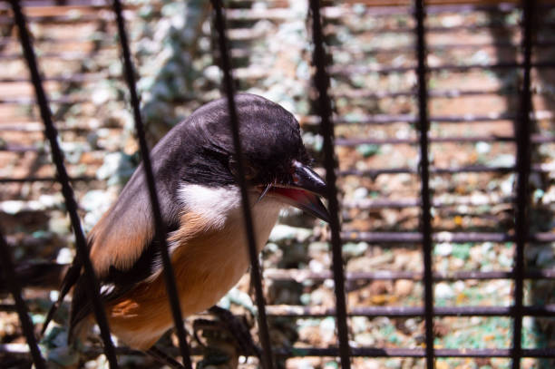 istock cendet bird or Lanius schach in a cage 1840636703