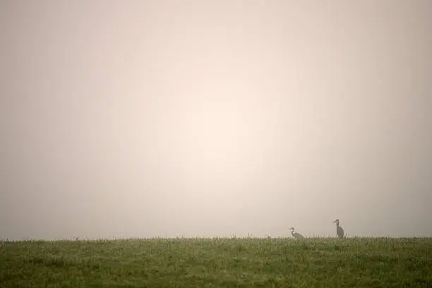 Two herons (birds) in a field in the fog on an autumn morning.