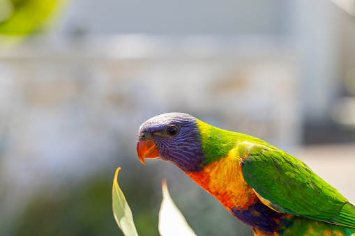 Closeup beautiful colourful Rainbow Lorikeet, background with copy space, full frame horizontal composition