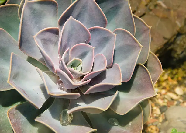 Echeveria succulent plant with thick fleshy leaves arranged in a whorled pattern growing outdoors in arid soil