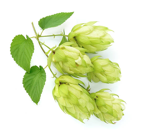 istock Beautifully blossomed twig of hops 184064799
