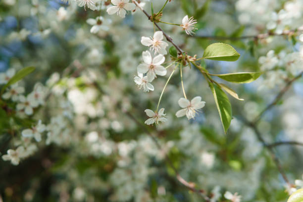 istock Blooming cherry branches with white flowers close-up, background of spring nature. Macro image of vegetation, close-up with depth of field. 1840661232