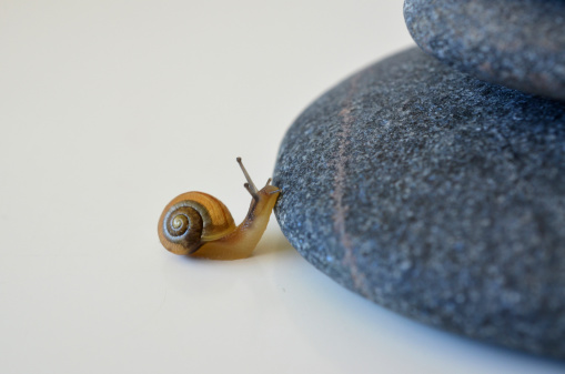 A small snail clibs some stones