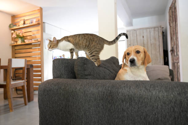 istock dog and cat on the sofa 1840672822