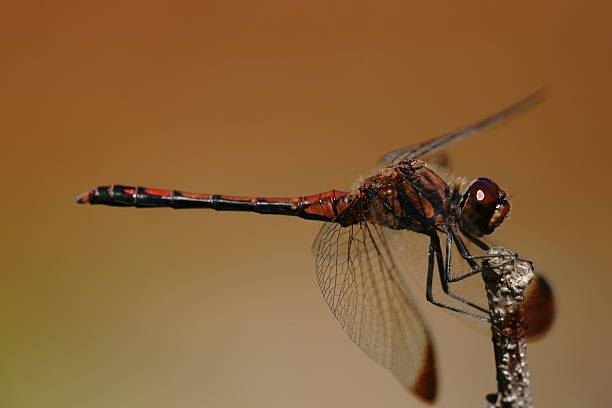 istock Sympetrum baccha matutinum 184067338