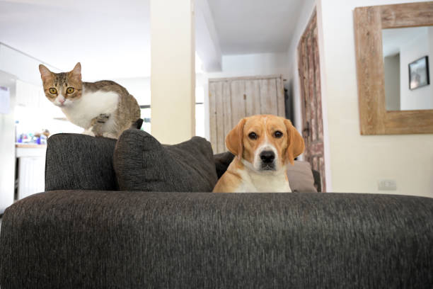 istock dog and cat on the sofa 1840673882