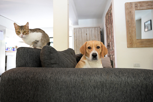 dog and cat living together inside the house