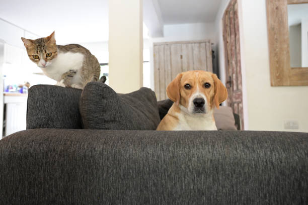 istock dog and cat on the sofa 1840673891