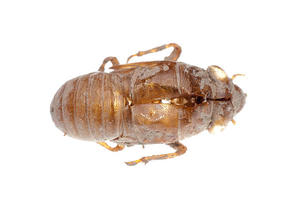 Empty Insect Molt 290+ Animal Animal Body Molting Insect Stock Photos, Pictures & Royalty ...