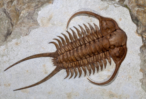 Trilobite fossil (Cheirurus ingricus) from the middle Ordovician peroid (488.3 – 443.7 million years ago) . This specimen was found in Russia
