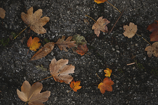 Dry leaves on a ground.