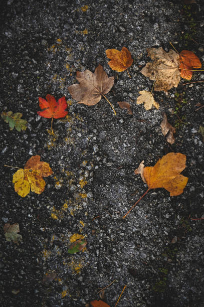 Autumn in a city top view.
