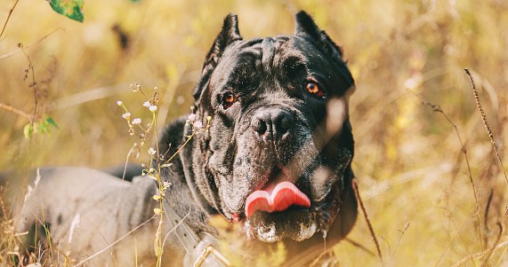 Black Cane Corso Dog. Big Dog Breeds. Close Up Portrait. Black Cane Corso Dog. Big Dog Breeds. Close Up Portrait.
