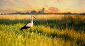Adult European White Stork Standing In Green Summer Grass In Belarus. Wild Field Bird In Sunset Time