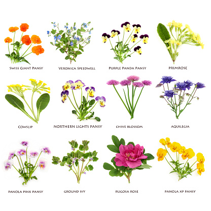 Spring summer flowers and wildflowers large collection. Floral health food for garnish, seasoning, decoration and natural herbal medicine. Spring summer flora on white with titles.