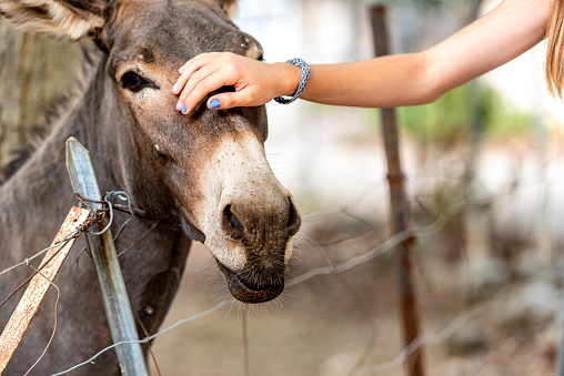 Teenage Girl on Summer Vacation in the Countryside Petting and Feeding Donkeys