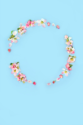 Spring flower wreath with apple blossom flowers. Minimal abstract floral design for Beltane, Easter, Mothers Day, birthday for card, logo, gift tag or invitation on pastel blue.