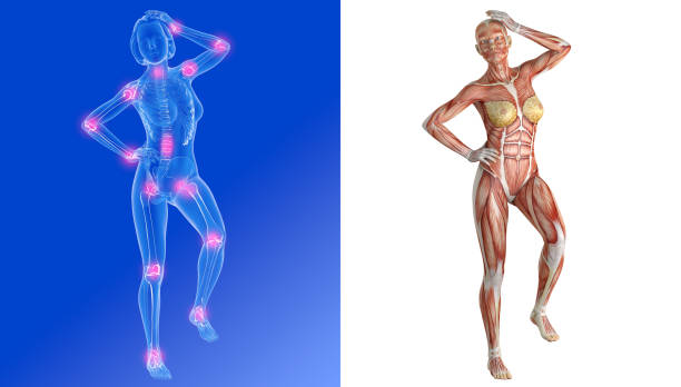 ilustración en 3d de dos imágenes de una mujer con dolor en las articulaciones. - muscular build human muscle men anatomy fotografías e imágenes de stock