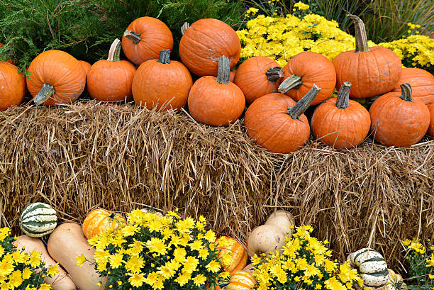 Autumn decor in a woodland setting.  Pumpkins, squash, gourds, chrysanthemums, hay, and juniper bushes arranged in a fall outdoor display.