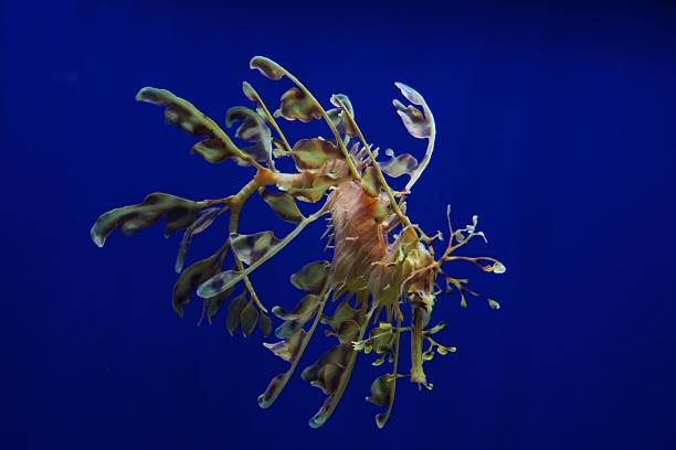 istock Coral Reef Seahorse 184072884