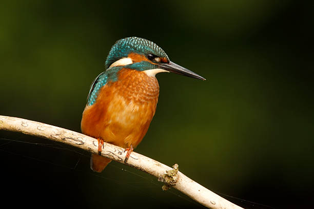 istock European kingfisher, Alcedo atthis 184072911