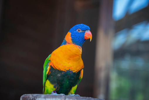 red and green Sun Conure parrot eat feed on branch, pet and animal concept