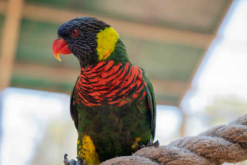 Portrait of a Rainbow lorikeet (Trichoglossus moluccanus) parrot, common along the eastern seaboard, from northern Queensland to South Australia, hidden behind wood