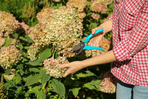 istock Woman pruning hydrangea flowers with secateurs in garden, closeup 1840748136
