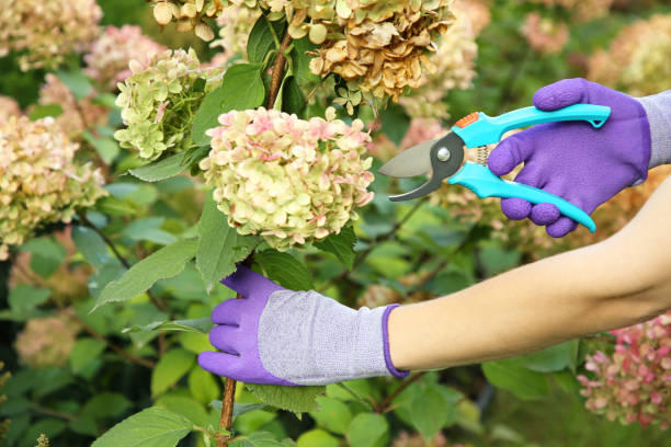 istock Woman pruning hydrangea flowers with secateurs in garden, closeup 1840749191