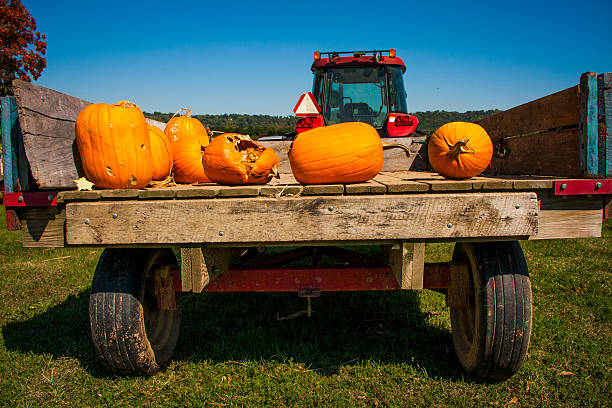 istock pumpkins in the back of a tractor bed 184075170