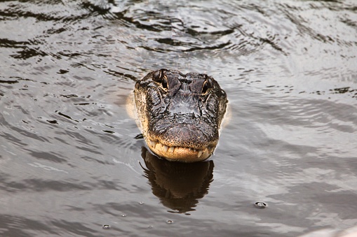 A close-up shot of an alligator submerged in a murky body of water, with its eyes open and alert