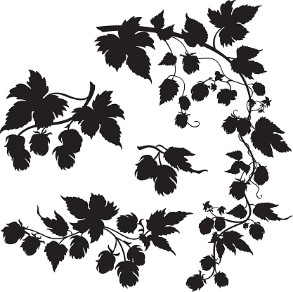 Vector silhouette illustrations of hop vine/foliage. 