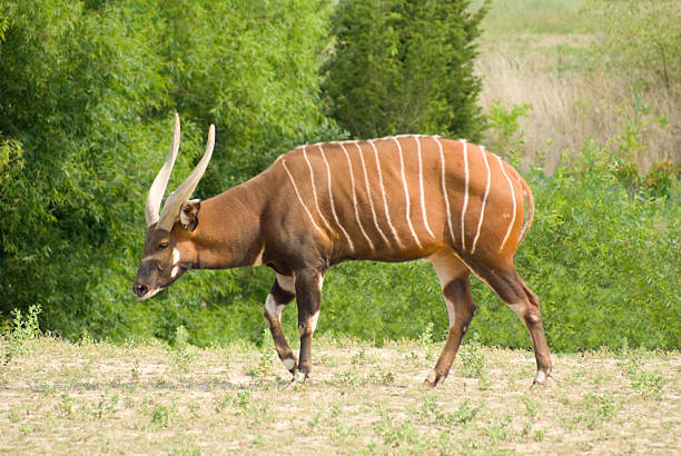 Mountain Bongo (Tragelaphus eurycerus isaaci). Mountain Bongo (Tragelaphus eurycerus isaaci) is only found in the wild in one remote region of central Kenya. The Mountain Bongo is classified as endangered with more specimens in captivity than in the wild. Bongos are a type of antelope. antelope bongo stock pictures, royalty-free photos & images
