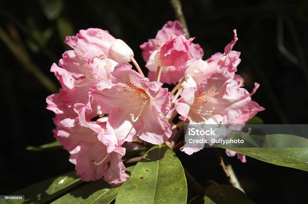 Rhododendron - Rhododendron Blossom Stock Photo
