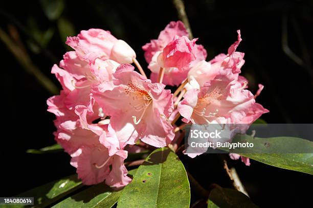 Rhododendron Stock Photo - Download Image Now - Blossom, Bright, Bush