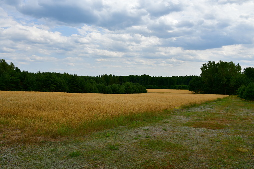 A close up on a vast field, meadow or pastureland full of crops situated next to a vast forest or moor seen on a cloudy yet warm summer day on a Polish countryside during a hike