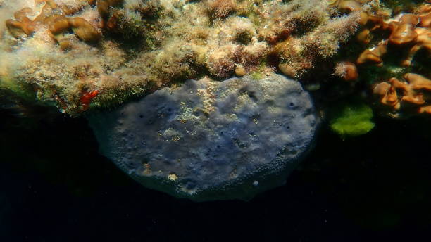 istock Bath sponge Spongia (Spongia) officinalis undersea, Aegean Sea 1840824101