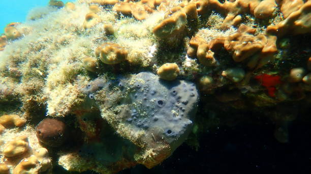 istock Bath sponge Spongia (Spongia) officinalis undersea, Aegean Sea 1840824127