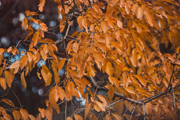 gros plan d’une branche d’arbre avec des feuilles d’automne jaunes. - branch dry defocused close up photos et images de collection
