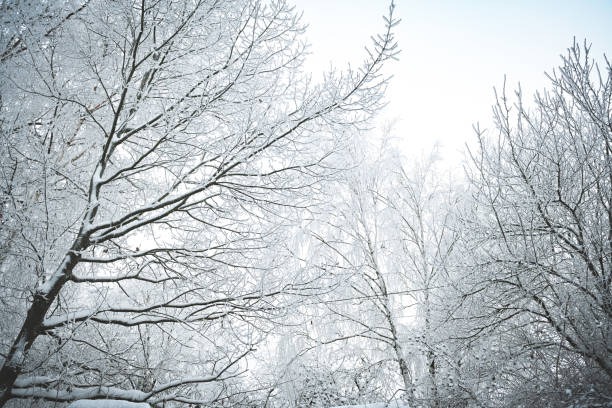 istock Tree branches with frost outdoors 1840836226