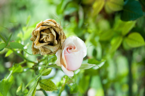 Close-up pink roses on green leaves background in the outdoor garden.