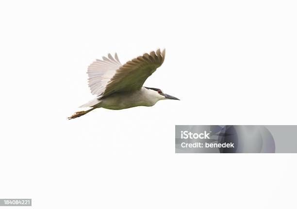 Blackcrowned Night Heron Stock Photo - Download Image Now - Bird, Cut Out, Flying