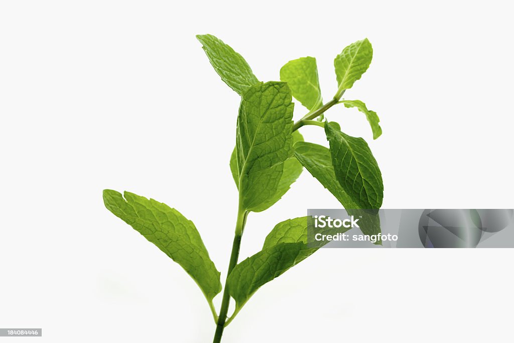 Minze und Kräuter - Lizenzfrei Blatt - Pflanzenbestandteile Stock-Foto