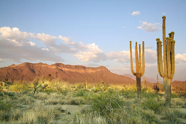 sonora-wüste - sonoran desert cactus landscaped desert stock-fotos und bilder