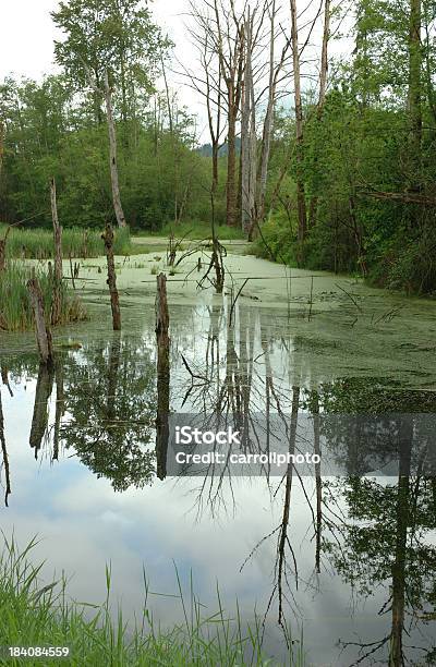 Crecen Los Reflejos Foto de stock y más banco de imágenes de Agua - Agua, Alga, Animal