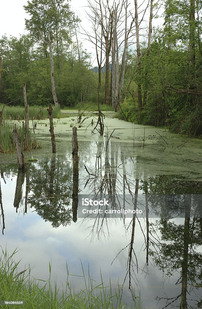 反射湿地帯 - とげのロイヤリティフリーストックフォト